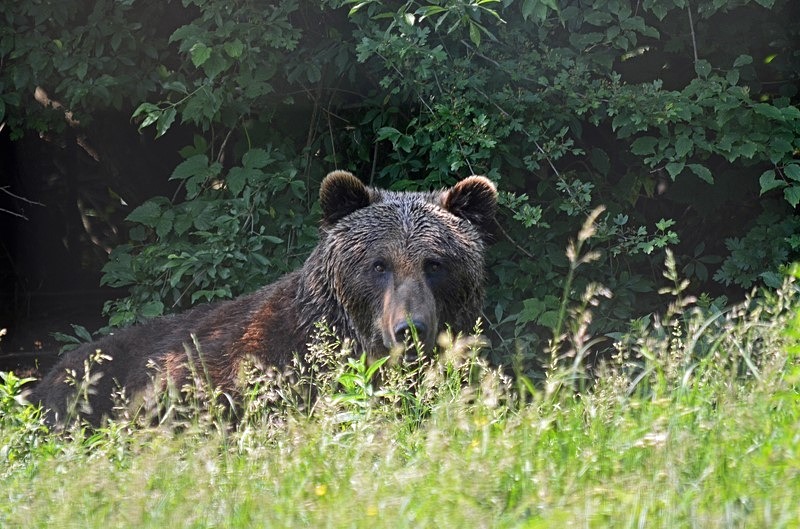 Brown Bear, Libearty Bear Sanctuary, Zărneşti, Brașov County, Romania - Romania