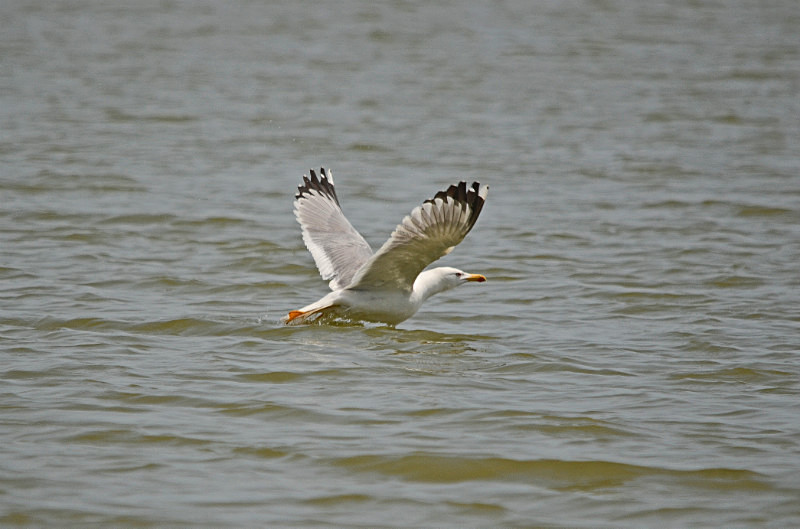 Yellow-legged Gull - Central Macedonia