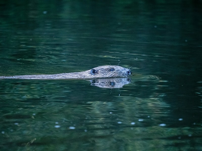 Eurasian Beaver - Eurasian Beaver
