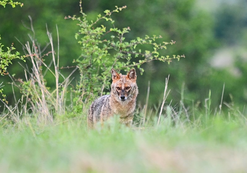 Golden Jackal - Bulgaria