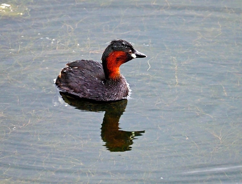 Little Grebe - Grebes