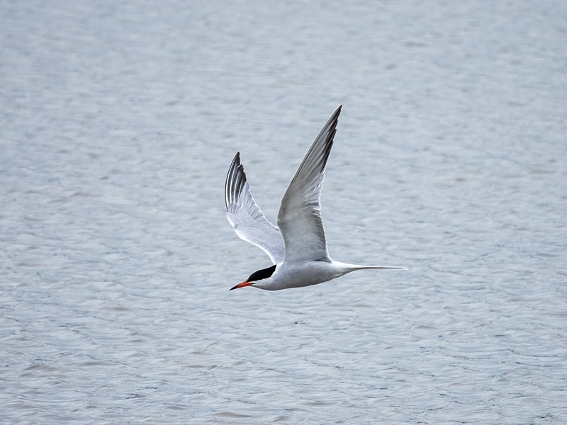 Common Tern - Terns