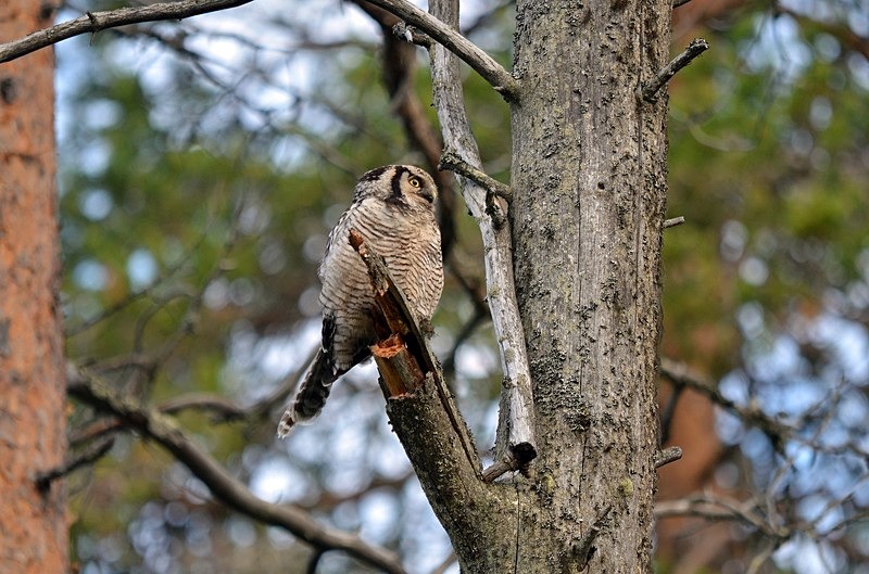 Northern Hawk Owl - North Finland - part 2