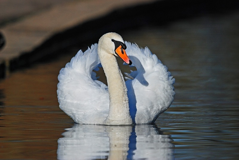 Mute Swan - Mute Swans
