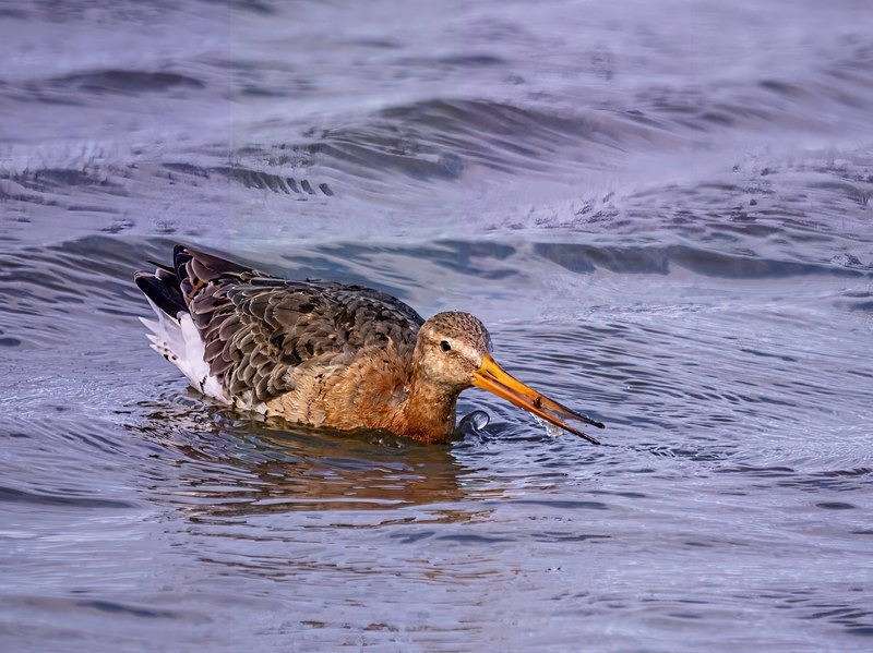 Black-tailed Godwit - Sandpipers