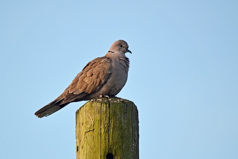 Collared Dove - Pigeons and doves