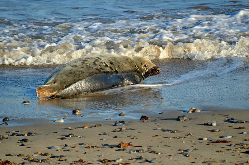 Atlantic Grey Seal - Atlantic Grey Seals