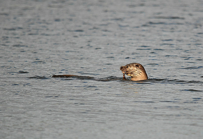 August to September 2015 - Otter - Photos of the month