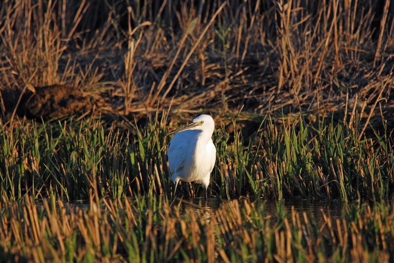 Little Egret - Catalunya
