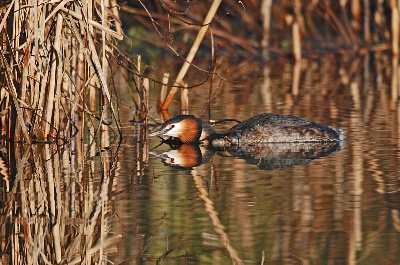 February 2008 - Great Crested Grebe - Photos of the month