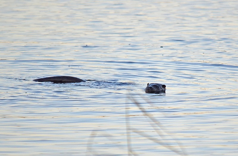 Otter - Otters
