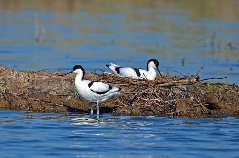Avocets - Avocets and stilts