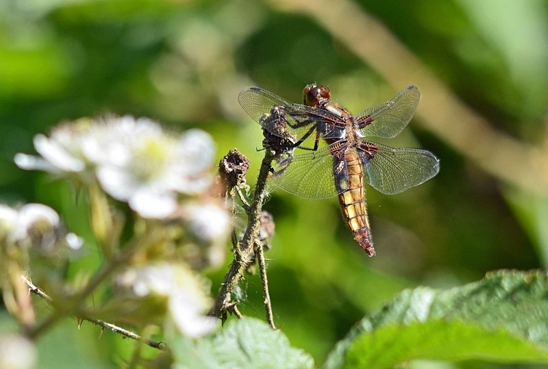 Four-spotted Chaser - Dragonflies and damselflies