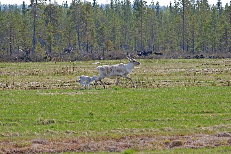 Reindeer - North Finland and north Norway - May and June 2009