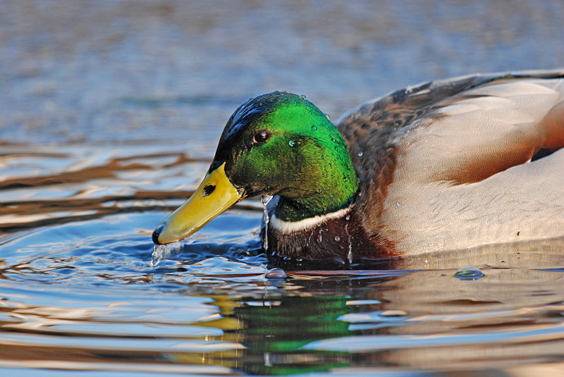 Mallard - Dabbling ducks