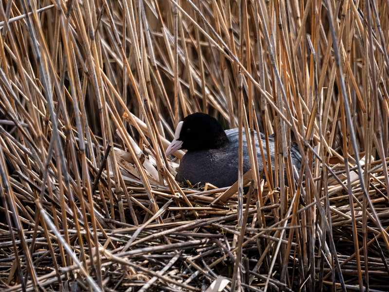 Coot - Latest photos