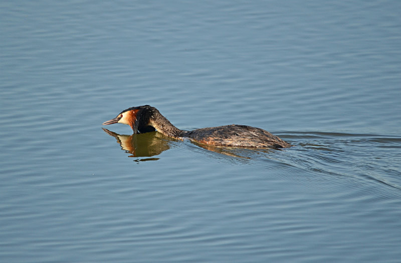 Great Crested Grebe - Central Macedonia