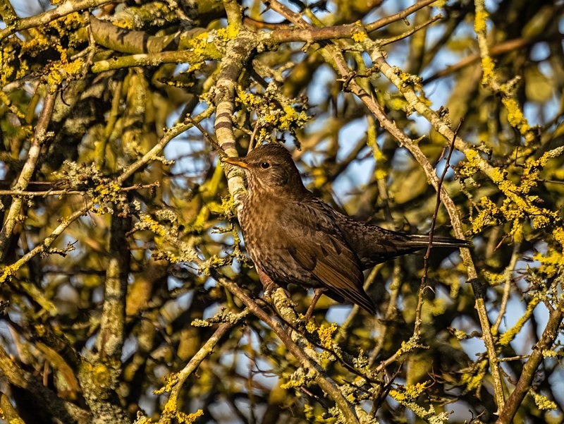 Blackbird - Thrushes