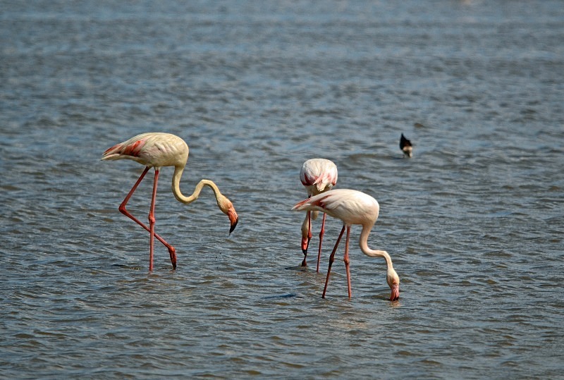 Greater Flamingos - South and west Spain - April and May 2012