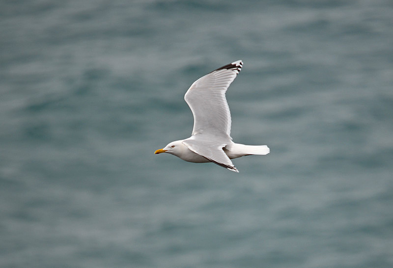 Herring Gull - North east Iceland