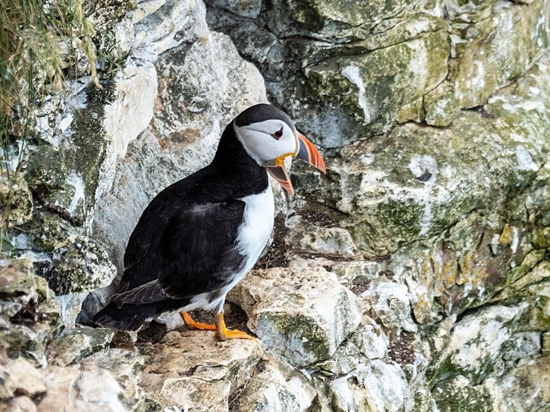 Puffin - Puffins