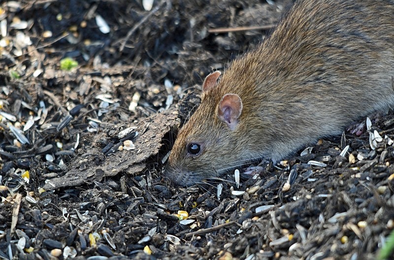 Brown Rat - Other mammals