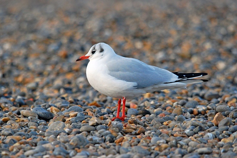Black-headed Gull - Gulls