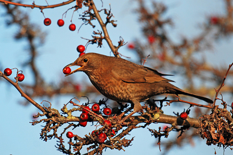 Blackbird - Thrushes