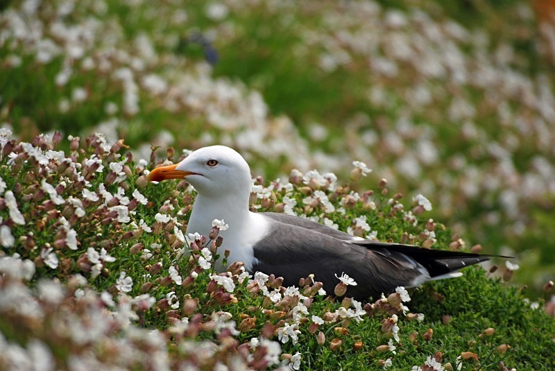 Lesser Black-backed Gull - Gulls