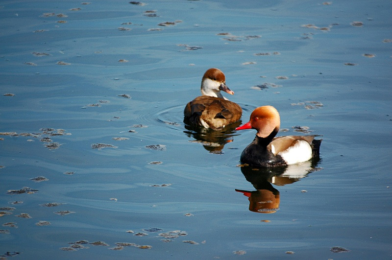 Red-crested Pochards - Diving ducks