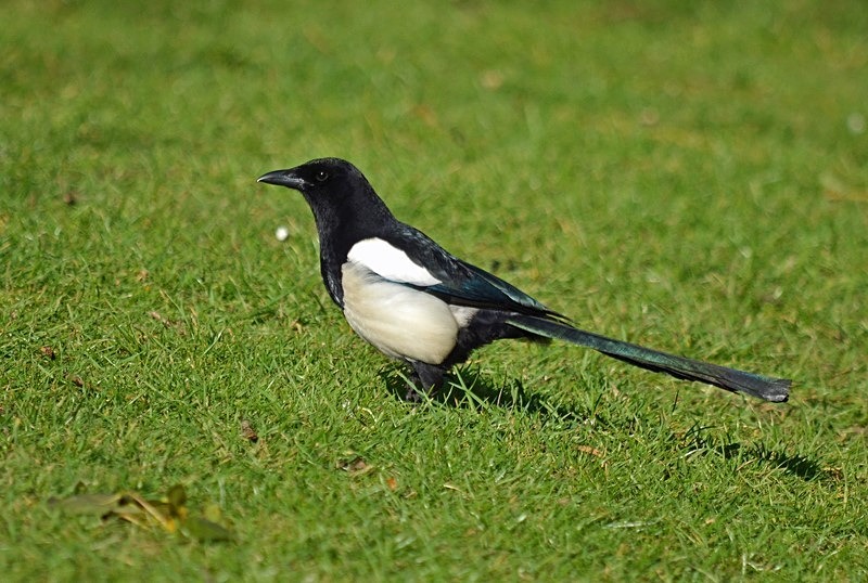 Magpie - Crows