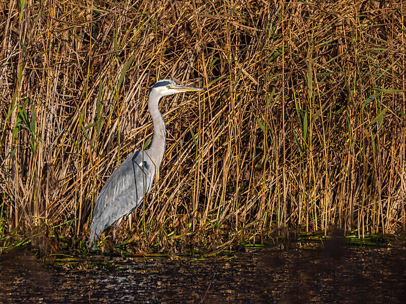 Grey Heron - Latest photos