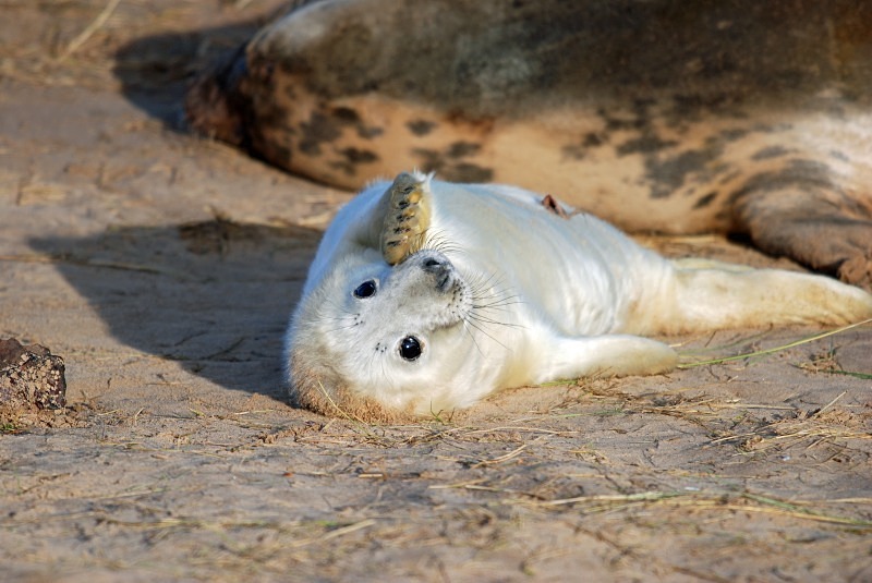 Atlantic Grey Seal - Atlantic Grey Seals