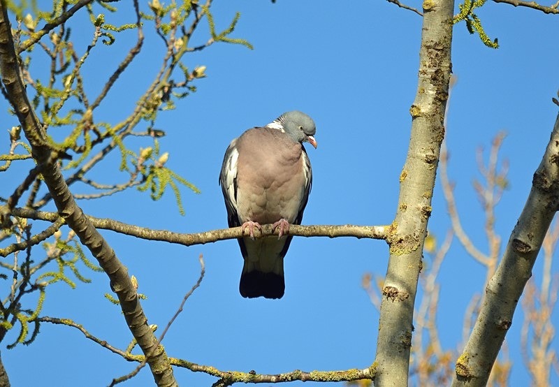 Woodpigeon - Pigeons and doves