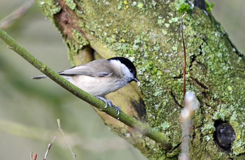 Marsh Tit - Tits