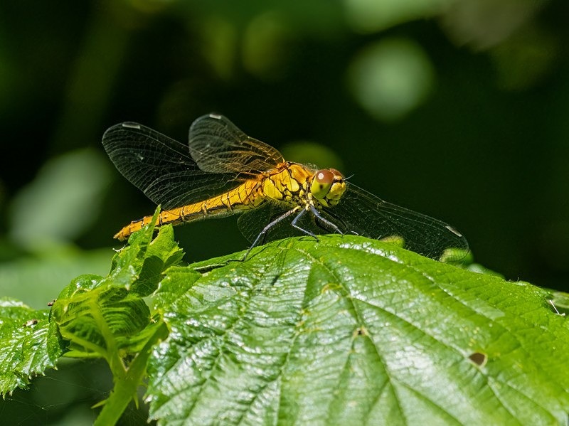 Ruddy Darter - Dragonflies and damselflies