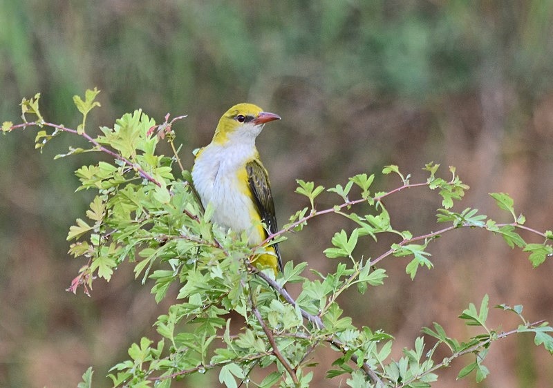 Golden Oriole - Bulgaria