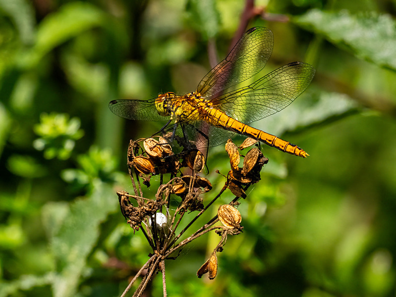 Ruddy Darter - Latest photos