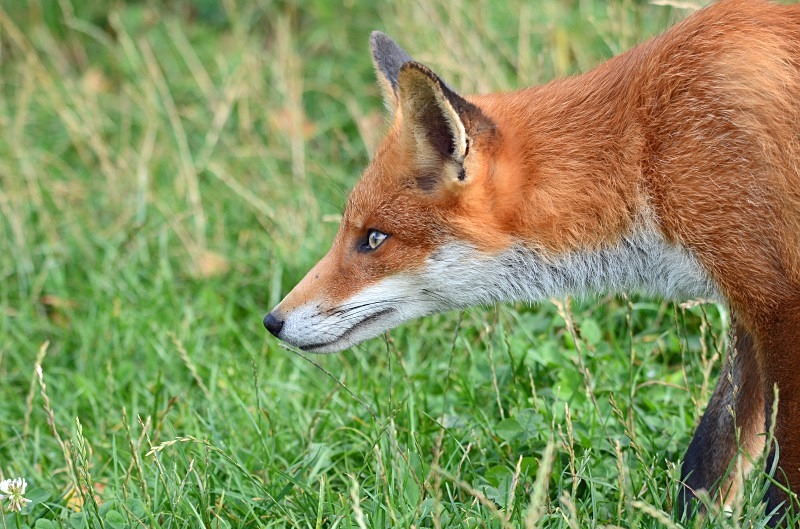 Red Fox - Red Fox