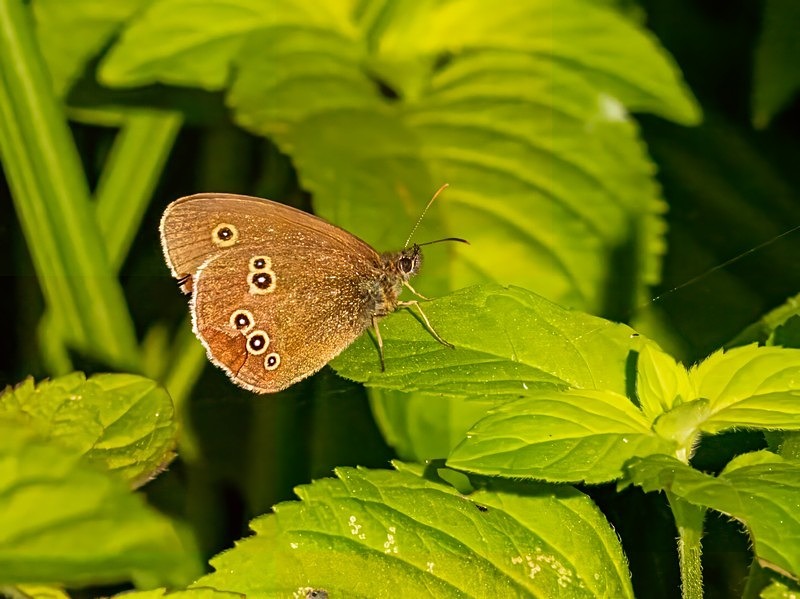 Ringlet - Butterflies