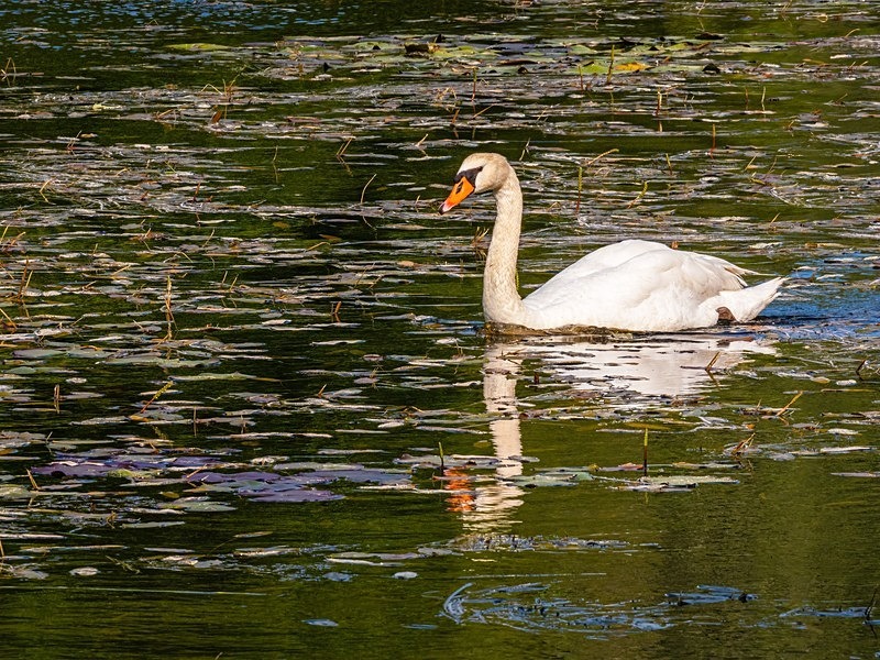 Mute Swan - Mute Swans