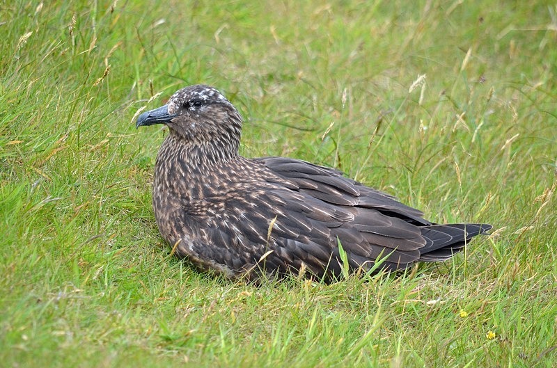 Great Skua - Skuas and shearwaters