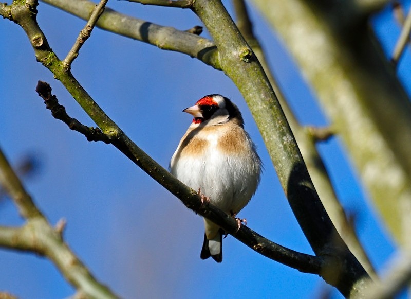 Goldfinch - Finches