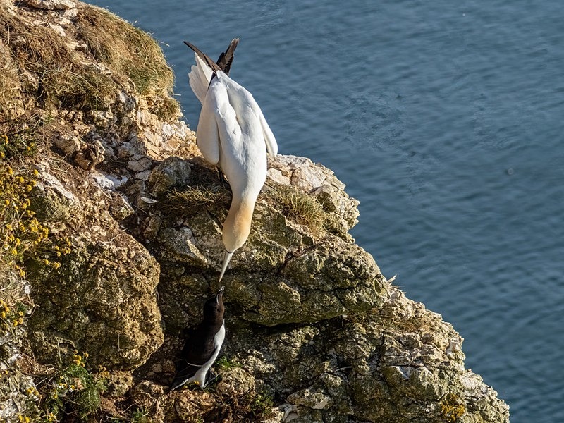 Gannet - Gannets