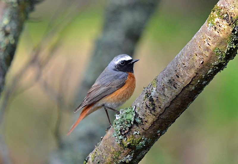Common Redstart - Chats