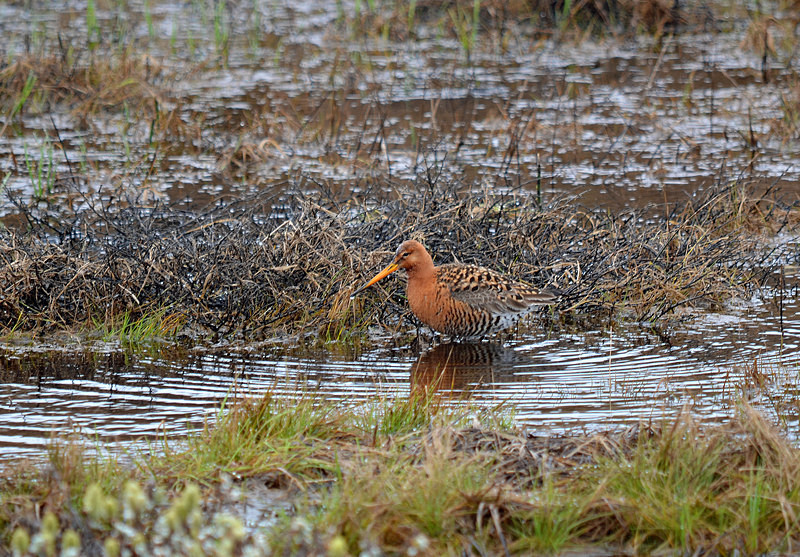 Black-tailed Godwit - North east Iceland