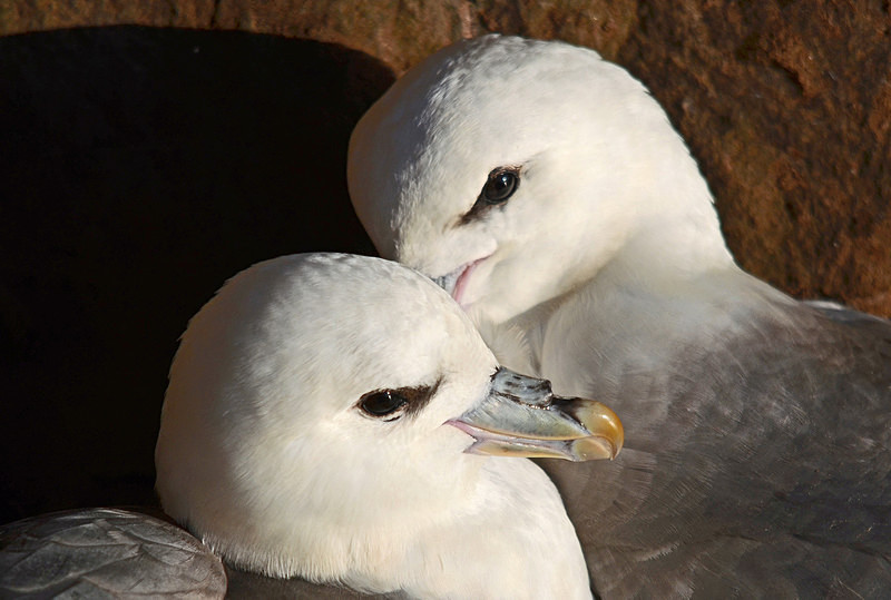 Fulmars - Westfjords