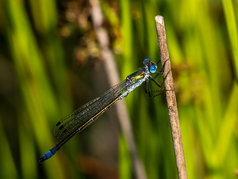 Emerald Damselfly - Latest photos
