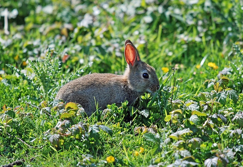 Rabbit - Other mammals