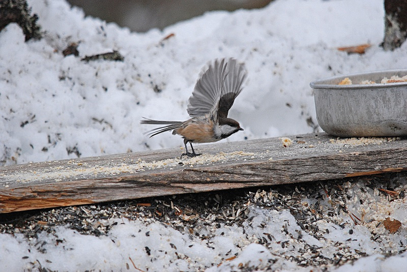 Siberian Tit - Finland